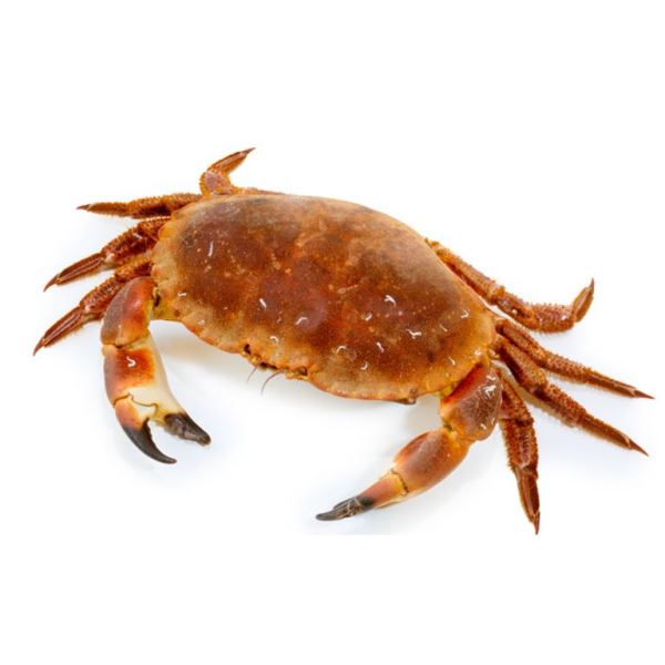 English_CrabEnglish_Crab.jpg