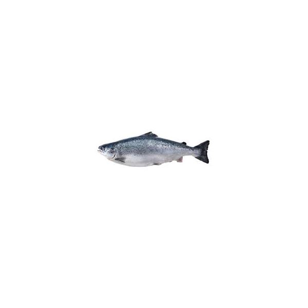 Salmonsalmon.jpg