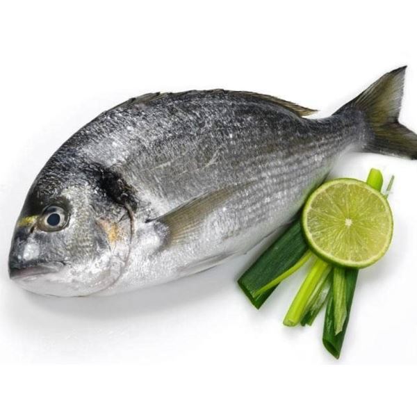 Sea_Breamseabream.jpg